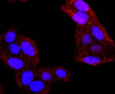 Immunocytochemistry/ Immunofluorescence: Aquaporin 1/AQP1 Antibody (JM10-98) [NBP2-67162]