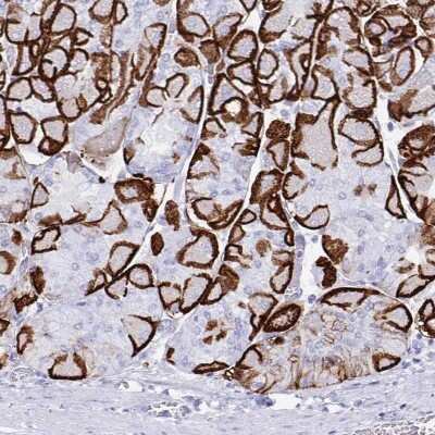 Immunohistochemistry-Paraffin: Aquaporin-4 Antibody [NBP1-87679]