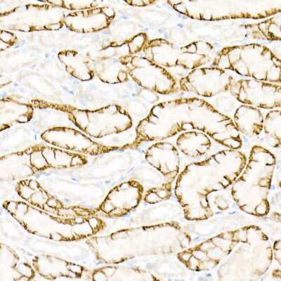 Immunohistochemistry-Paraffin: Aquaporin-4 Antibody - Azide and BSA Free [NBP2-92886]