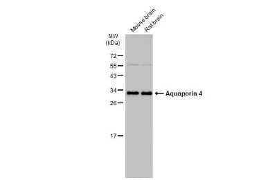 Western Blot: Aquaporin-4 Antibody [NBP3-12902]