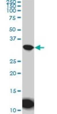 Western Blot: Aquaporin-8 Antibody (1A1) [H00000343-M01]