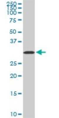 Western Blot: Aquaporin-8 Antibody (1A1) [H00000343-M01]