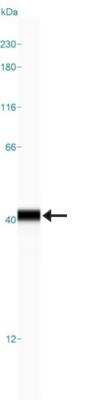 Simple Western: Arginase 1/ARG1/liver Arginase Antibody (CL0186) [NBP2-14787]