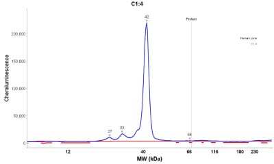 Simple Western: Arginase 1/ARG1/liver Arginase Antibody (CL0186) [NBP2-14787]