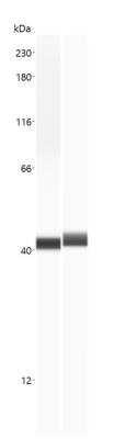 Simple Western: Arginase 1/ARG1/liver Arginase Antibody (CL0186) [NBP2-14787]