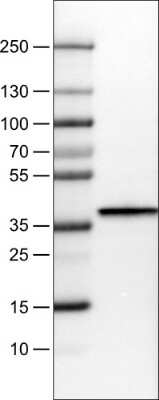 Western Blot: Arginase 1/ARG1/liver Arginase Antibody (CL0186) [NBP2-14787]
