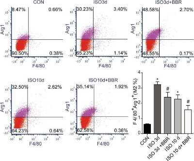 Flow Cytometry: Arginase 1/ARG1/liver Arginase Antibody - BSA Free [NBP1-32731]