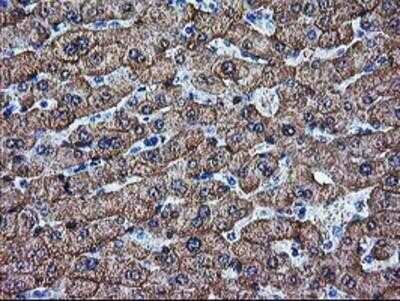 Immunohistochemistry: Arginase 1/ARG1/liver Arginase Antibody (OTI4E6) - Azide and BSA Free [NBP2-70204]