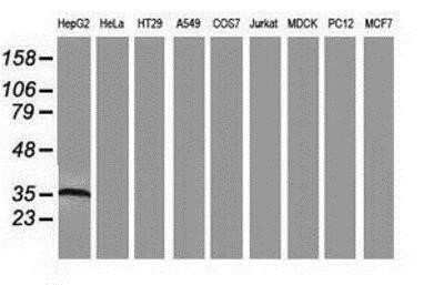 Western Blot: Arginase 1/ARG1/liver Arginase Antibody (OTI4E6)Azide and BSA Free [NBP2-70204]