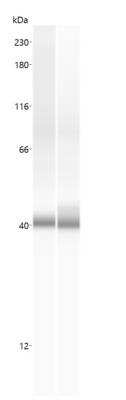 Simple Western: Arginase 1/ARG1/liver Arginase AntibodyBSA Free [NBP1-32731]