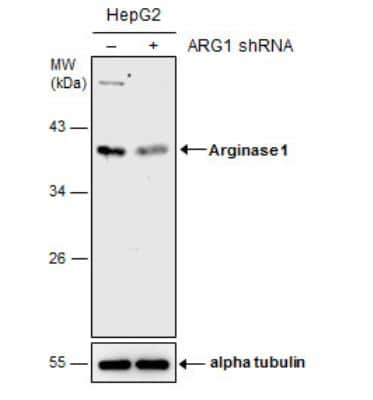 Knockdown Validated: Arginase 1/ARG1/liver Arginase Antibody - BSA Free [NBP1-32731]