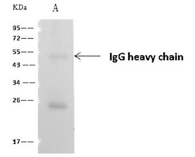 Immunoprecipitation: Argininosuccinate Lyase Antibody [NBP2-99243]