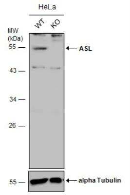 Knockout Validated: Argininosuccinate Lyase Antibody [NBP1-32752]