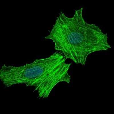 Immunocytochemistry/ Immunofluorescence: Argininosuccinate Synthase Antibody (2B10) - BSA Free [NBP2-37520]