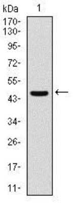 Western Blot: Argininosuccinate Synthase Antibody (2C10)BSA Free [NBP2-37518]