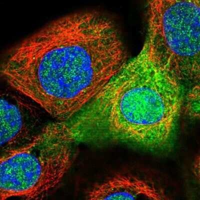 Immunocytochemistry/ Immunofluorescence: Argininosuccinate Synthase Antibody [NBP1-88868]