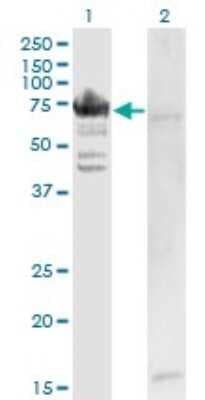Western Blot: Arginyl tRNA synthetase Antibody (1A2) [H00005917-M02]