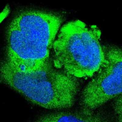 Immunocytochemistry/ Immunofluorescence: Arginyl tRNA synthetase Antibody [NBP1-88033]