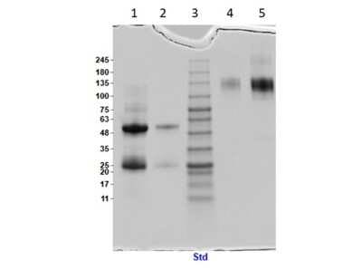SDS-PAGE: Armenian Hamster IgG Isotype Control [NBP1-97046]