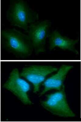 Immunocytochemistry/ Immunofluorescence: Aspartate Aminotransferase Antibody (3G11) - BSA Free [NBP2-59483]