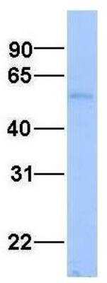 Western Blot: Aspartate Aminotransferase Antibody [NBP1-54778]