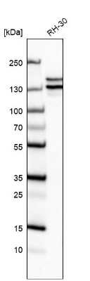 Western Blot: Astrin Antibody (CL10078) [NBP2-88942]