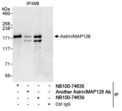 Immunoprecipitation: Astrin Antibody [NB100-74638]