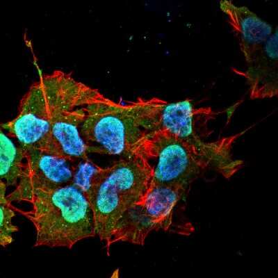 Immunocytochemistry/ Immunofluorescence: Ataxin 1 Antibody (S65-37) [NBP2-42204]