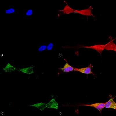 Immunocytochemistry/ Immunofluorescence: Ataxin 1 Antibody (S65-37) [NBP2-42204]