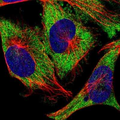 Immunocytochemistry/ Immunofluorescence: Ataxin-2 Antibody [NBP1-90063]