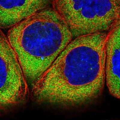 Immunocytochemistry/ Immunofluorescence: Ataxin-2-like protein Antibody [NBP2-48741]