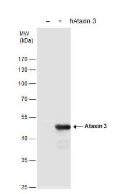 Western Blot: Ataxin-3 Antibody [NBP1-32083]