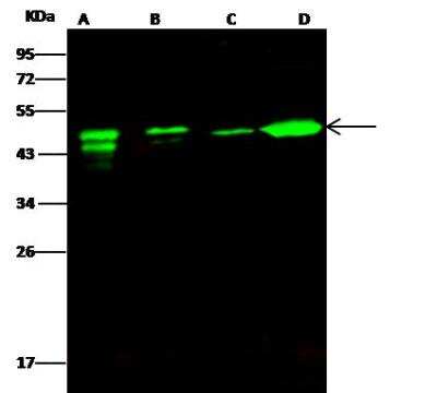Western Blot: Ataxin 7-Like 3 Antibody [NBP2-99131]