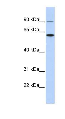 Western Blot: Atlastin-3 Antibody [NBP1-59034]