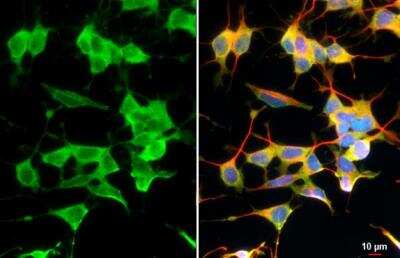 Immunocytochemistry/ Immunofluorescence: Atrial Natriuretic Peptide/ANP Antibody (GT1068) [NBP3-13605]