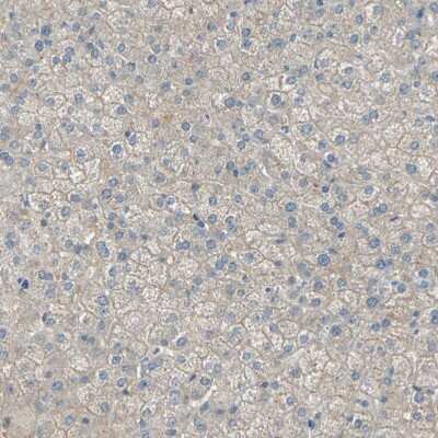 Immunohistochemistry-Paraffin: Attractin Antibody [NBP1-87967]