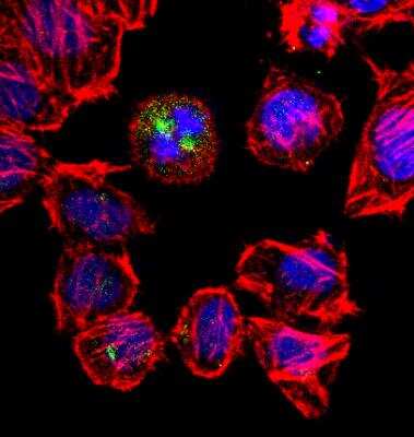 Immunocytochemistry/ Immunofluorescence: Aurora A Antibody - BSA Free [NBP1-51843]