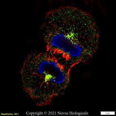Immunocytochemistry/ Immunofluorescence: Aurora A Antibody - BSA Free [NBP1-51843]