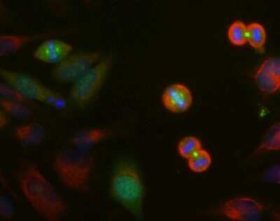 Immunocytochemistry/ Immunofluorescence: Aurora A/B/C Antibody (4A7) [NBP2-50046]
