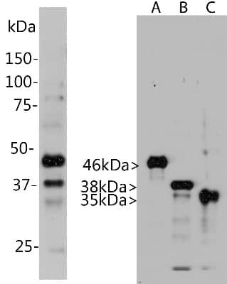 Western Blot: Aurora A/B/C Antibody (4A7) [NBP2-50046]