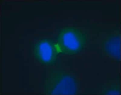 Immunocytochemistry/ Immunofluorescence: Aurora B Antibody - BSA Free [NB100-294]