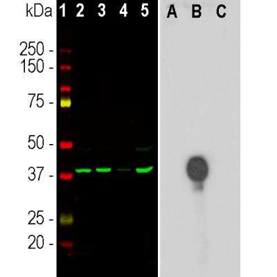 Western Blot: Aurora B Antibody (3F11) [NBP2-50039]