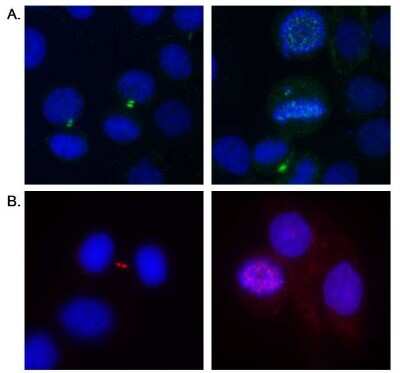 Immunocytochemistry/ Immunofluorescence: Aurora B Antibody [NB500-185]