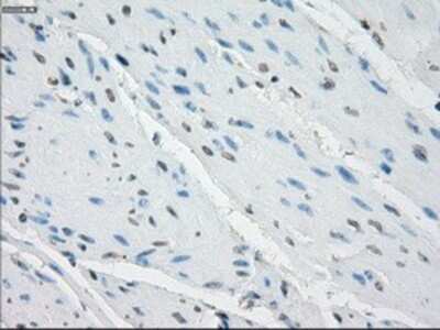 Immunohistochemistry-Paraffin: Aurora C Antibody (OTI2B7) [NBP1-47663]