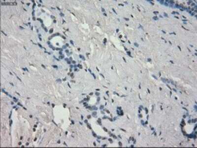Immunohistochemistry-Paraffin: Aurora C Antibody (OTI2B7) [NBP1-47663]