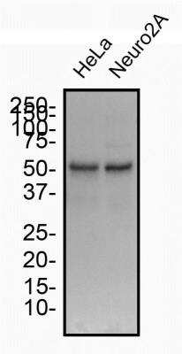 Western Blot: Autophagy Antibody Pack [NB910-94877]