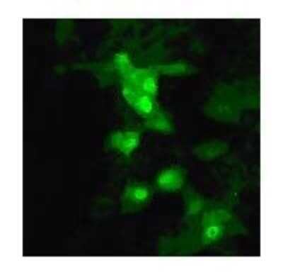 Immunocytochemistry/ Immunofluorescence: Avian Flu M1 Antibody [NB100-1933]