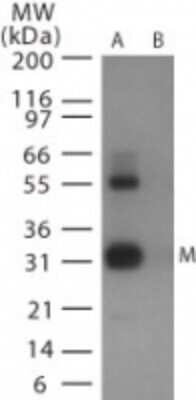 Western Blot: Avian Flu M1 Antibody [NB100-1933]