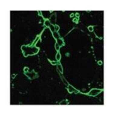 Immunocytochemistry/ Immunofluorescence: Avian Influenza A H6N1 Hemagglutinin Antibody [NB100-56608]