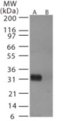 Western Blot: Avian Influenza A H6N1 Hemagglutinin Antibody [NB100-56607]